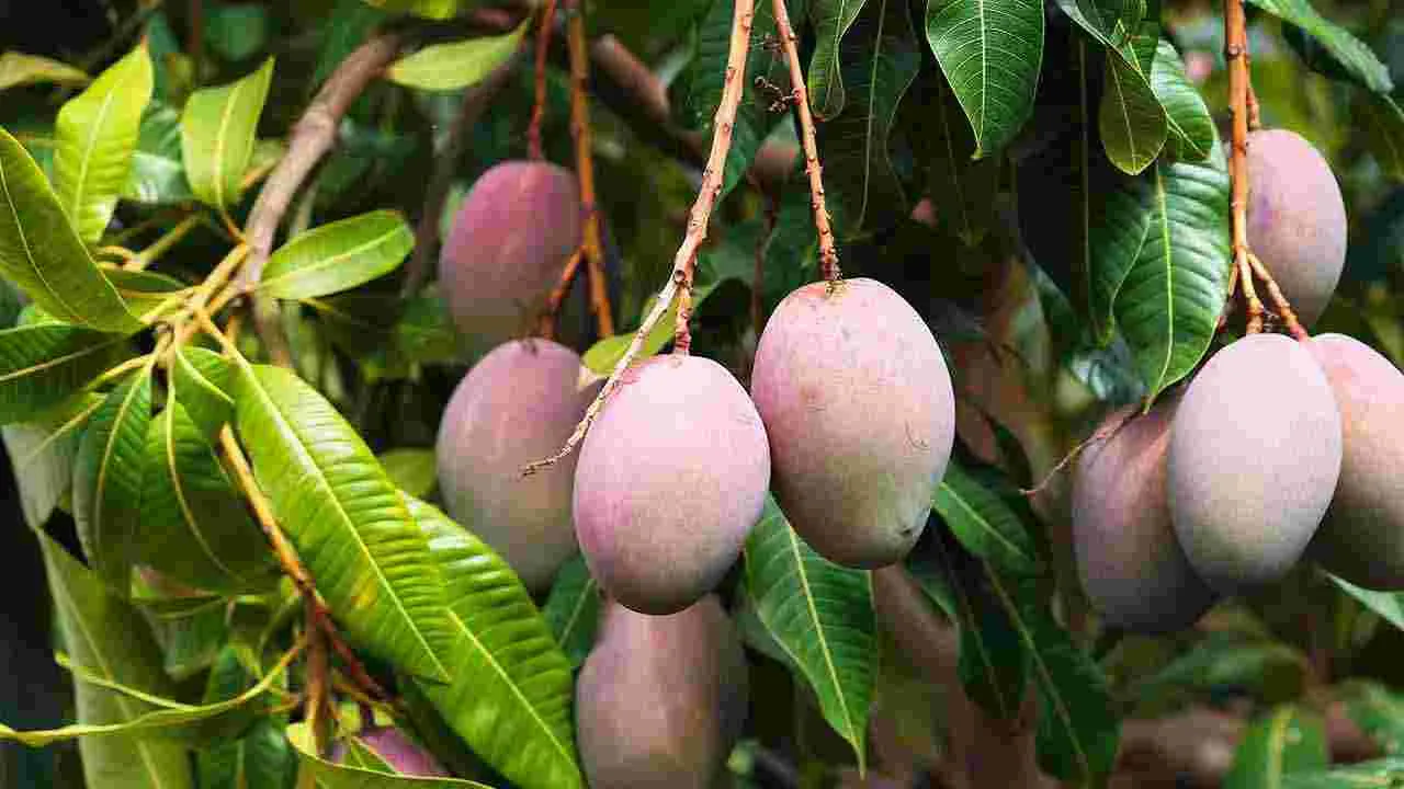 Mango: మామిడి పండు కొనేముందు.. తీయగా ఉందో లేదో ఇలా తెలుసుకోండి..
