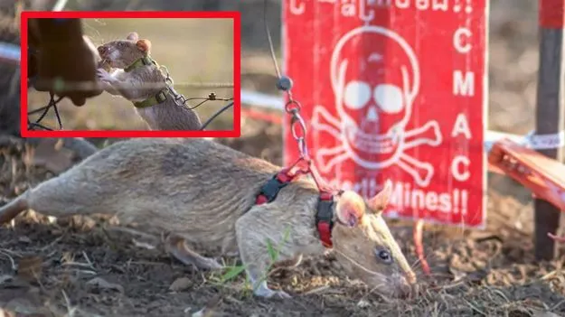 Super Rat: అమాయక పౌరులను రక్షించి.. గిన్నిస్ రికార్డుల్లోకి ఎక్కిన ఎలుక..