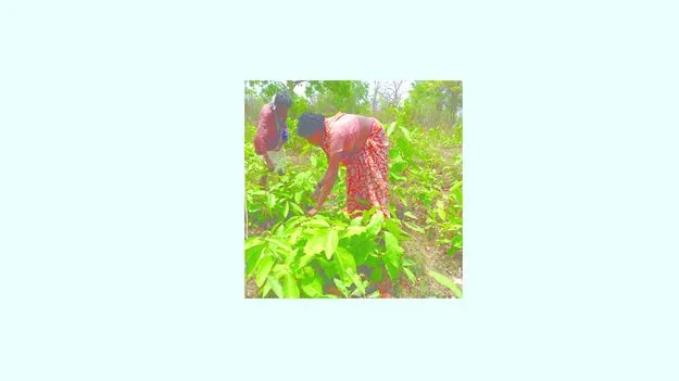 కానరాని తునికాకు సేకరణ