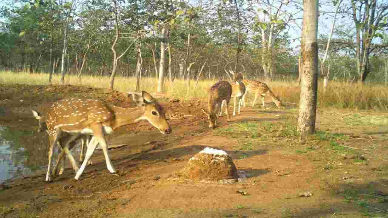 జీవకోటికి బతుకు భయం