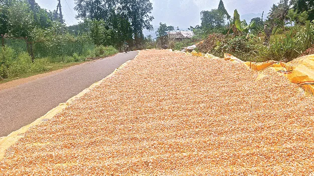  Price Decline మొక్కజొన్న ధర పతనం