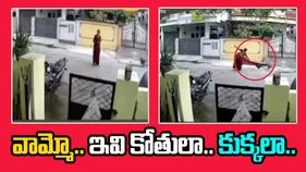 Monkey Attack Video: వామ్మో.. కుక్కల్లా మారిన కోతులు.. వృద్ధురాలిని చుట్టుముట్టి మరీ..