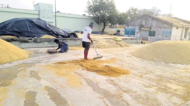 గాలి వానకు తడిసిన ధాన్యం