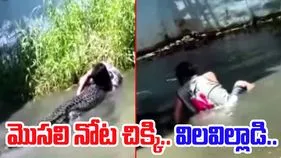 Crocodile Viral Video: మొసలి బొమ్మ  అనుకుని నీటిలోకి దిగాడు.. చివరకు గుండెలు ఆగిపోయే సీన్.. 