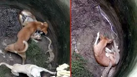 Snakes VS Dogs: ఓకే బావిలో పాముల మధ్యలో పడిపోయిన కుక్కలు.. సడన్‌గా లోపలికి దిగిన వ్యక్తి.. చివరకు.. 