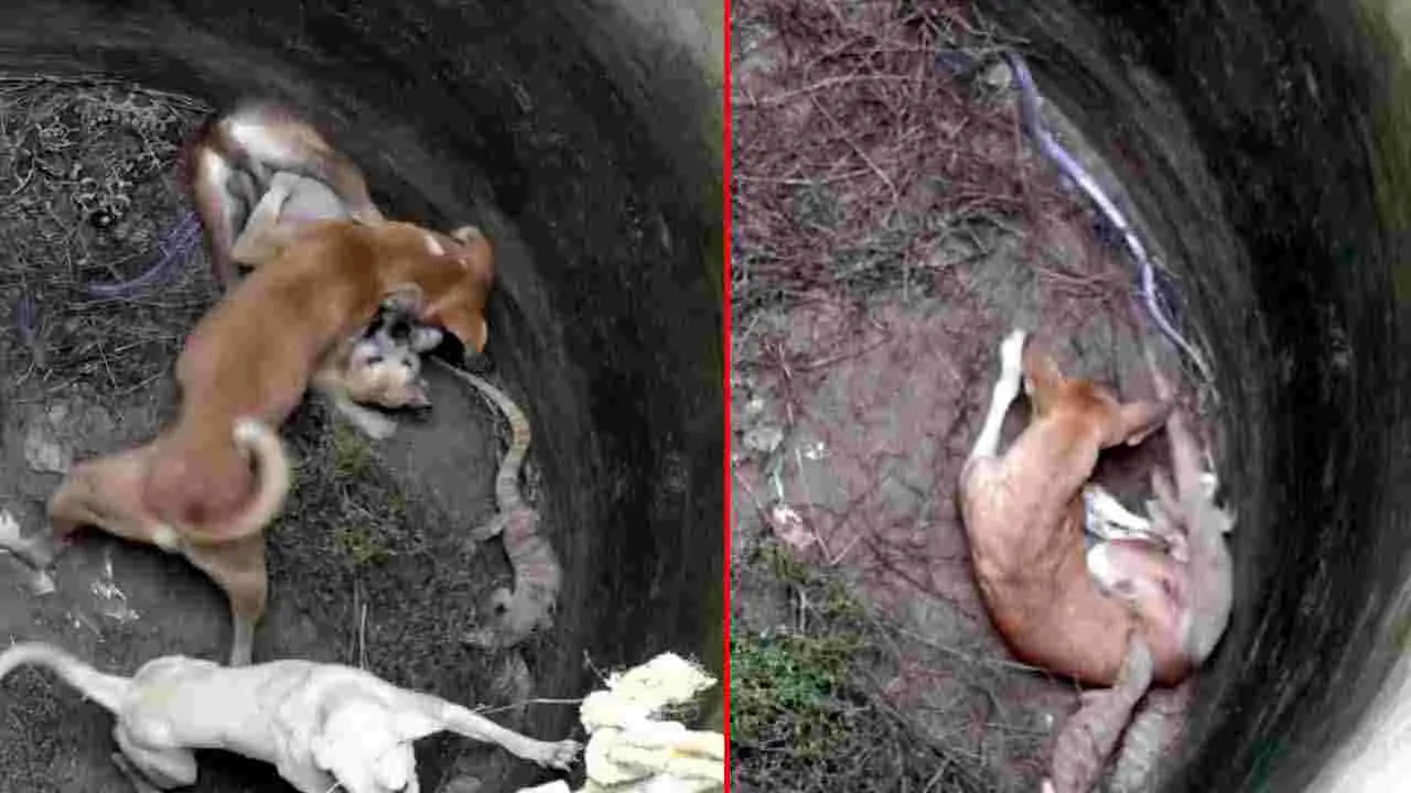 Snakes VS Dogs: ఓకే బావిలో పాముల మధ్యలో పడిపోయిన కుక్కలు.. సడన్‌గా లోపలికి దిగిన వ్యక్తి.. చివరకు.. 