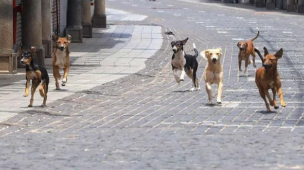 Dogs: ఆ నగరంలో మొత్తం వీధి కుక్కల సంఖ్య ఎంతో తెలిస్తే..