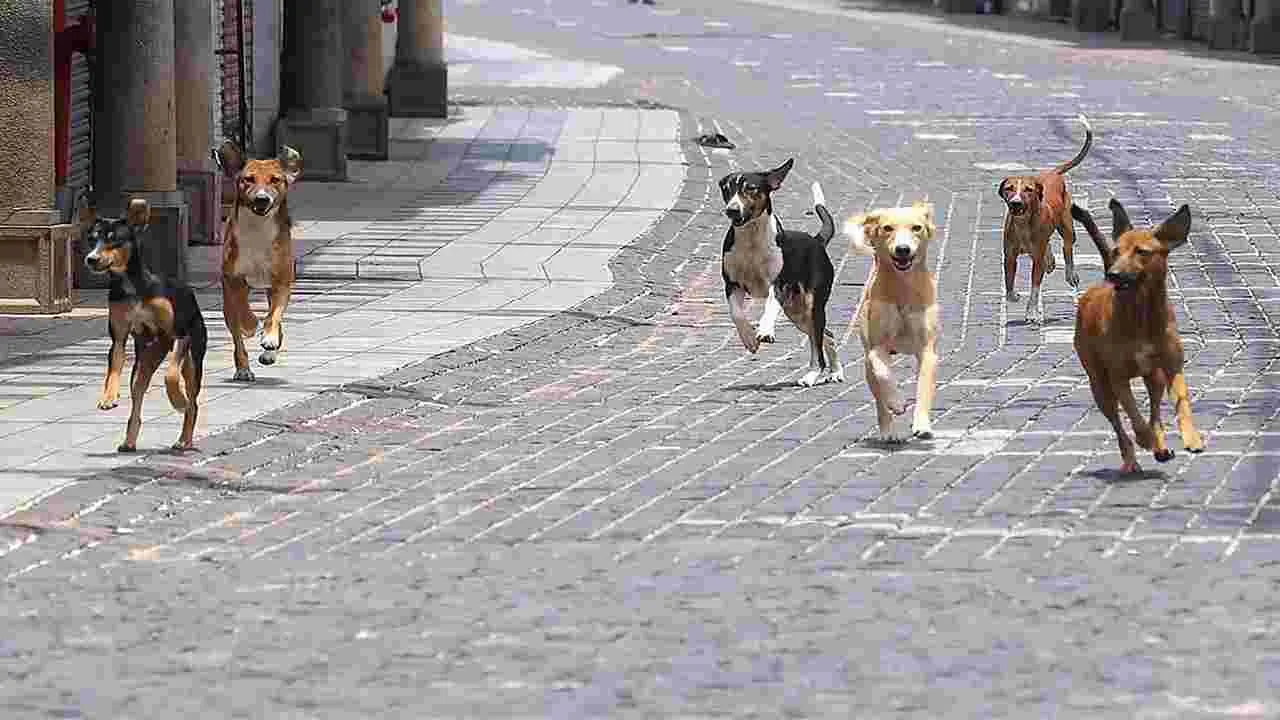 Dogs: ఆ నగరంలో మొత్తం వీధి కుక్కల సంఖ్య ఎంతో తెలిస్తే..