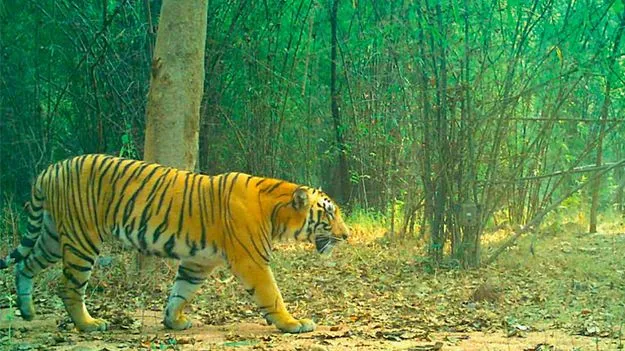 Tiger: అమ్మో పులి.. ఎంత దర్జాగా తిరుగుతుందో..