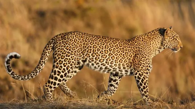 Leopard: అర్ధరాత్రి పోలీసుస్టేషన్లోకి చొరబడిన చిరుత..