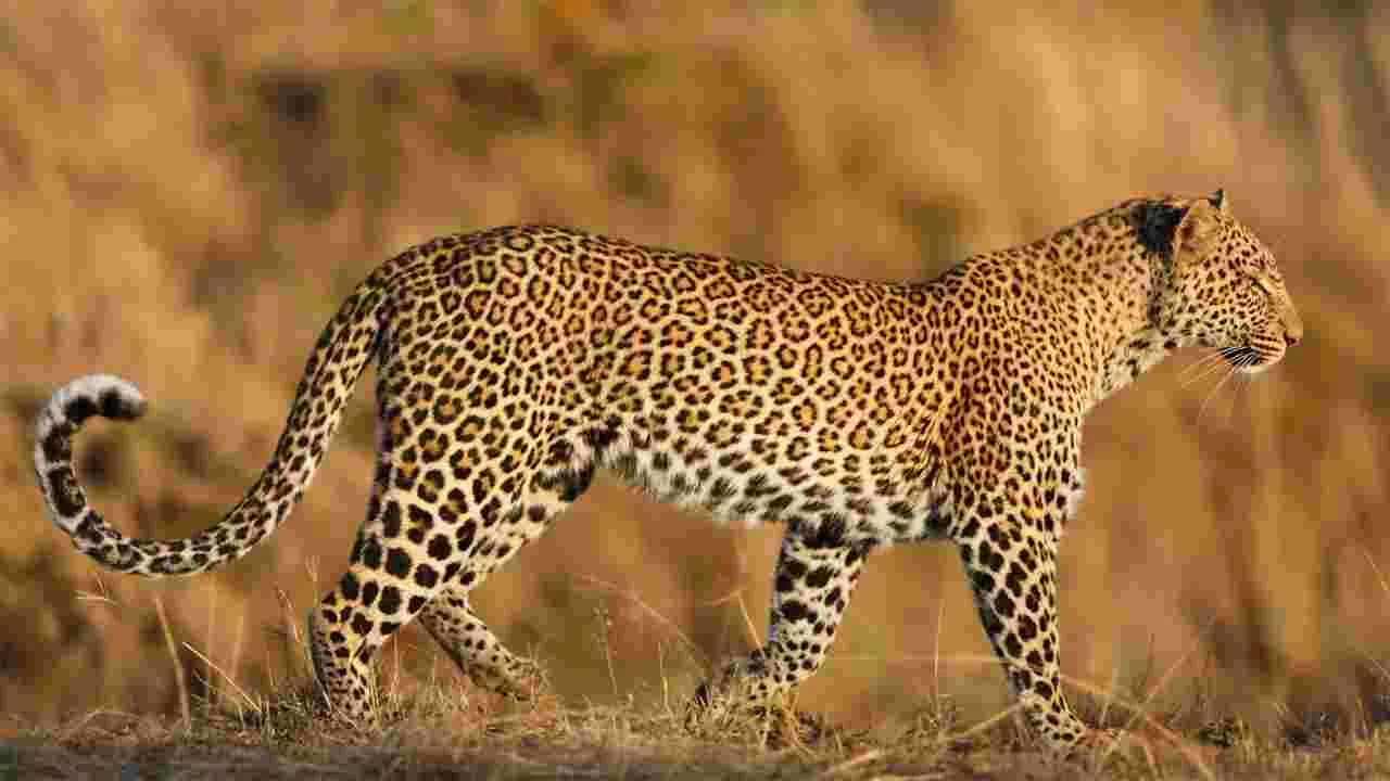 Leopard: అర్ధరాత్రి పోలీసుస్టేషన్‌లోకి చొరబడిన చిరుత..