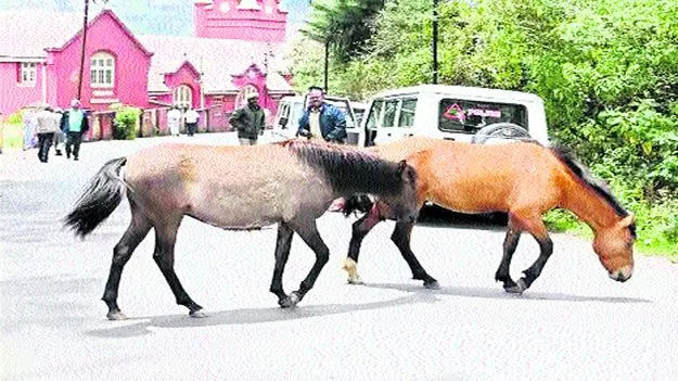 Chennai: వాటికి తెలియదుగా.. అది కలెక్టర్ వాహనం అని..