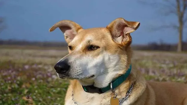 Dog: దానికి తెలియదుగా.. ఆమె ఐఏఎస్ అధికారి అని.. ఏం జరిగిందంటే..