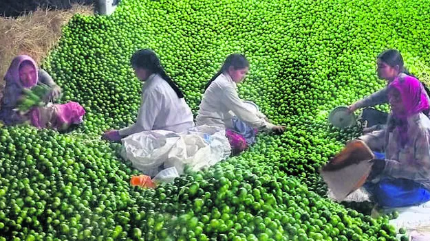 నిమ్మధరలు ఢమాల్‌