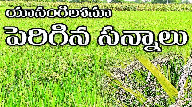 యాసంగిలోనూ పెరిగిన సన్నాలు