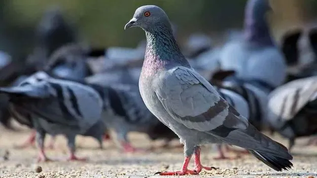 Pigeon Hospital: దేశంలోనే పావురాలకు ఏకైక ఆసుపత్రి.. ఎక్కడ ఉందంటే..