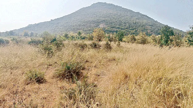 Plants: మొక్కల పేరుతో.. మెక్కేశారు!