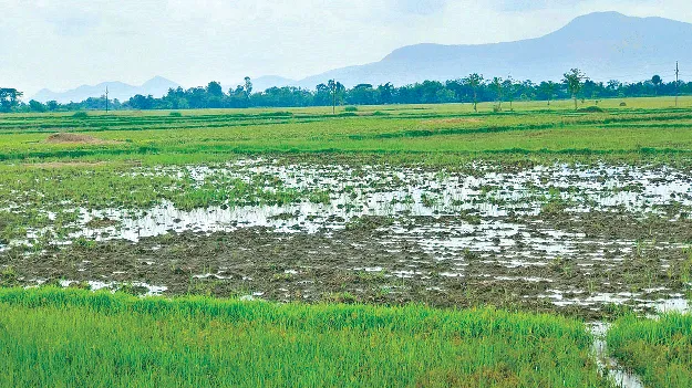 Farmer's Distress!  విభిన్న వాతావరణం.. రైతన్న కలవరం!