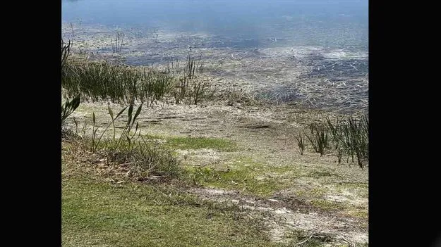 Optical Illusion Test: మీ కళ్లు షార్ప్ అయితే.. ఈ చెరువులో మొసలిని కనిపెట్టండి