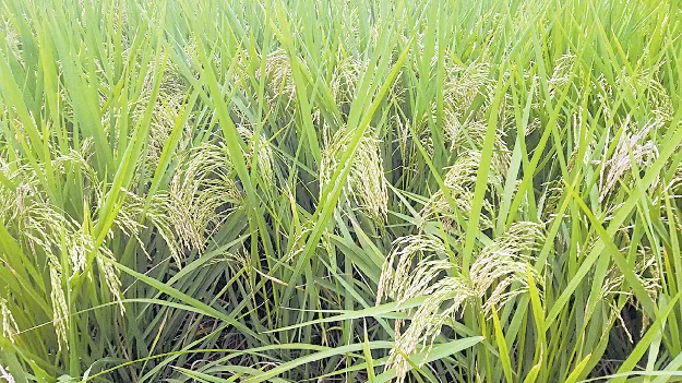 కొంచెమే పెంపు