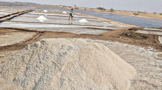 salt lands: ఆ ఉప్పునకు ముప్పు