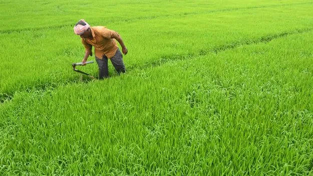 Seeds Still Awaited: ఖరీఫ్‌ ప్రణాళిక ఖరారెప్పుడో