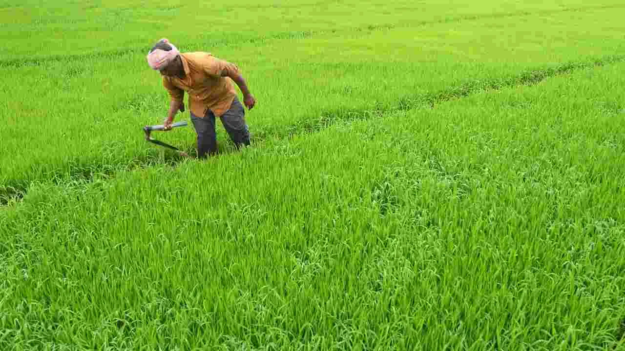 Seeds Still Awaited: ఖరీఫ్‌ ప్రణాళిక ఖరారెప్పుడో