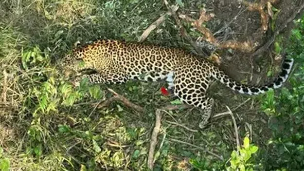 Leopard Dies in Trap Two Cubs Lost: ఉచ్చులో చిక్కి చిరుత మృతి