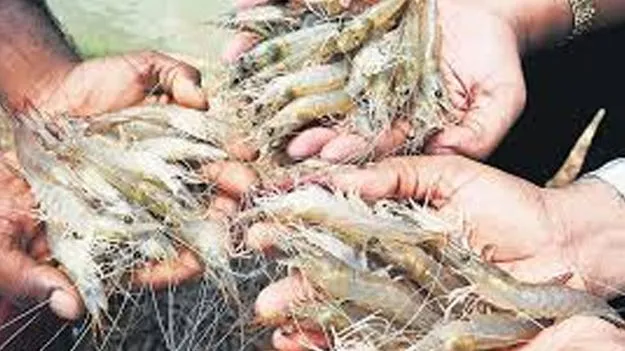 shrimp Feed Price: రొయ్యల మేత గరిష్ఠ చిల్లర ధర తగ్గింపు