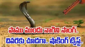 Snake Viral Video: పాము ముందు నాగిని పాట.. సడన్‌గా ఎవరూ ఊహించని షాకింగ్ ట్విస్ట్.. 