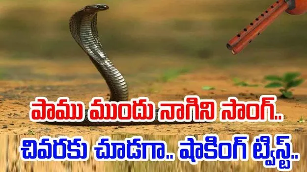 Snake Viral Video: పాము ముందు నాగిని పాట.. సడన్గా ఎవరూ ఊహించని షాకింగ్ ట్విస్ట్..