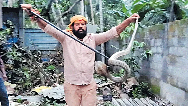 ఆరడుగుల గోధుమ తాచుపాము హల్‌చల్‌