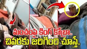 King Cobra Viral Video: గాఢ నిద్రలో వ్యక్తి.. పైకి ఎక్కిన కింగ్ కోబ్రా.. చివరికి ఒళ్లు జలదరించే సీన్..