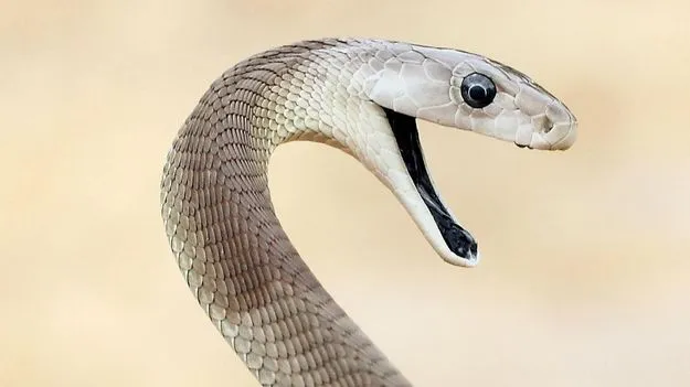 Snake Control Tips: పాములు ఇళ్లల్లోకి వస్తున్నాయా.. అయితే ఇలా చేయండి..