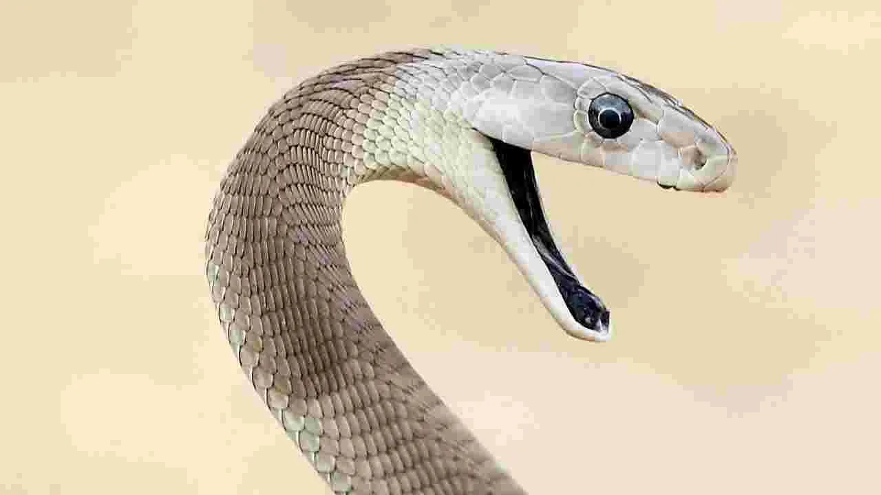 Snake Control Tips: పాములు ఇళ్లల్లోకి వస్తున్నాయా.. అయితే ఇలా చేయండి..