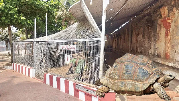 Turtles: ‘కూర్మా’నికి కష్టకాలం