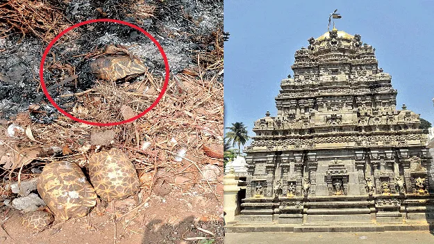 Kurmam: తాబేళ్లకు ఏమైంది?