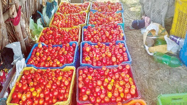 Tomoto : దిగుబడి లేక.. ధర రాక..