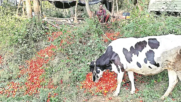 పొలాల్లోనే టమోటా 