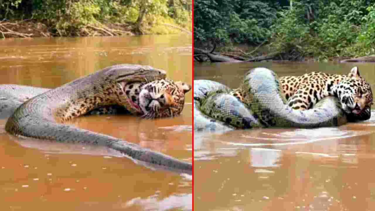Python VS Leopard:  పులిని మింగాలని చూసిన కొండచిలువ.. చివరికి జరిగింది చూస్తే అవాక్కవ్వాల్సిందే..