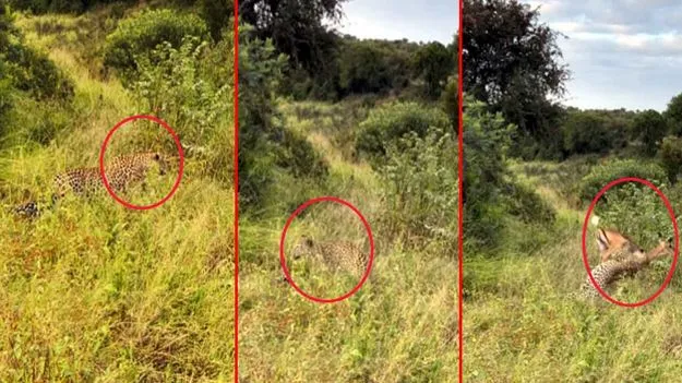 Tiger Hunting Video: ఓర్పు, సహనం, పట్టుదల ఉంటే విజయం తథ్యం.. ఈ చిరుత పులిని చూస్తే..
