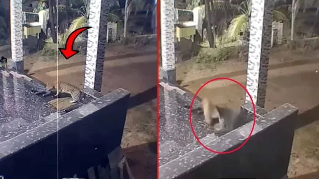 Tiger Funny Video: చాటుగా వచ్చిన పులి.. సడన్గా చూసిన కుక్క.. చివరకు జరిగింది చూస్తే..