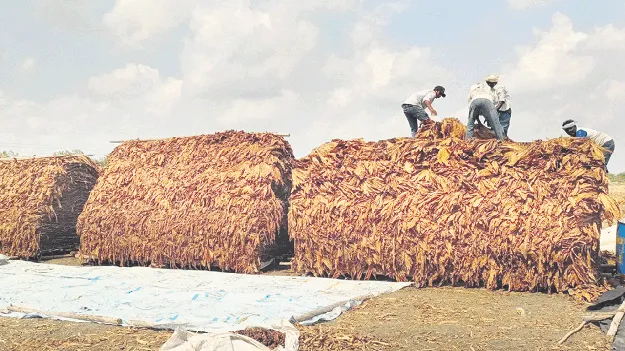 పొగాకు కొనుగోళ్లపై కదలిక