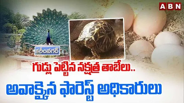 Star Tortoise: అరుదైన నక్షత్రపు తాబేలు.. ఆశ్చర్యపోతున్న అధికారులు..