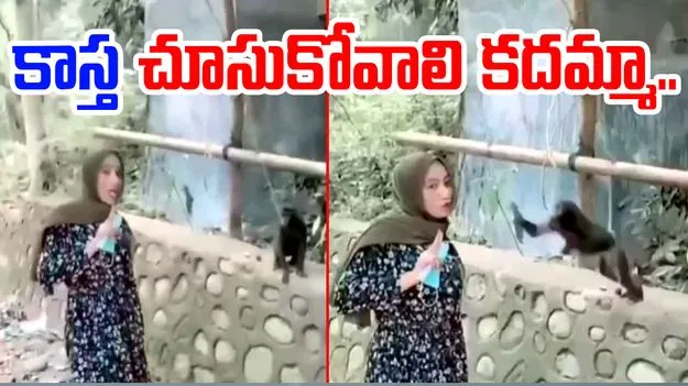 Monkey Funny Video: సెల్ఫీ తీసుకునే ముందు ఆలోచించాలనేది ఇందుకే.. ఈమెకు ఏమైందో చూస్తే..