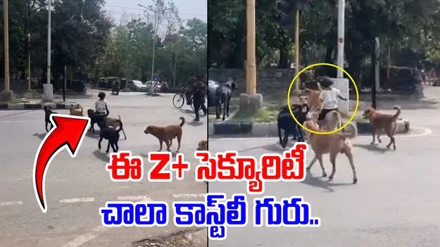 Little Girl Rides: చిన్న పాపకు జెడ్ ప్లస్ సెక్యూరిటీ.. ఖర్చు రెండు పార్లేజీ బిస్కెట్ ప్యాకెట్లు..