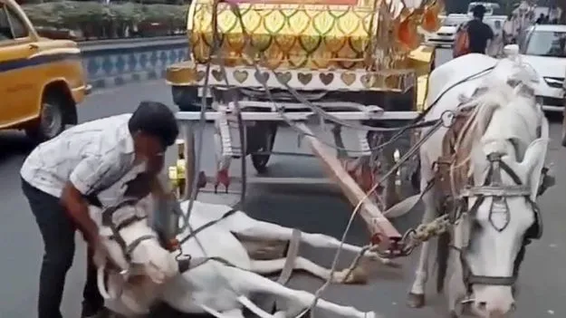 Viral Video: పడిపోయిన గుర్రం, ఎక్కడ జంతు ప్రేమ..ఓనర్ నిర్లక్ష్యంపై పోలీసుల కేసు
