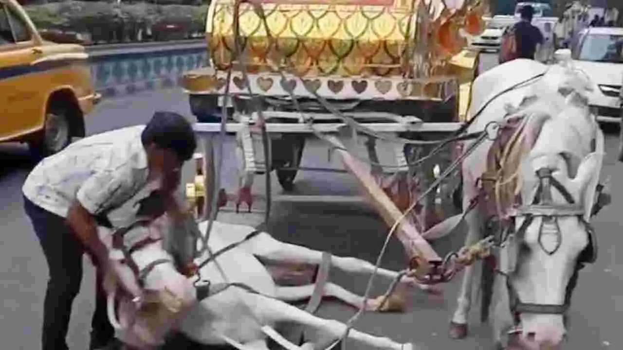 Viral Video: పడిపోయిన గుర్రం, ఎక్కడ జంతు ప్రేమ..ఓనర్ నిర్లక్ష్యంపై పోలీసుల కేసు