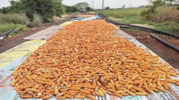 అకాల వర్షం..రైతుకు నష్టం 