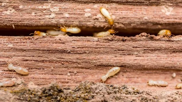 చెద పురుగులు పట్టాయా